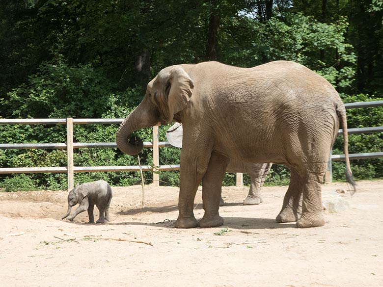 Afrikanisches Elefanten-Baby GUS mit Elefanten-Vater TUSKER am 26. Mai 2019 auf der Bullen-Außenanlage am Elefanten-Haus im Wuppertaler Zoo