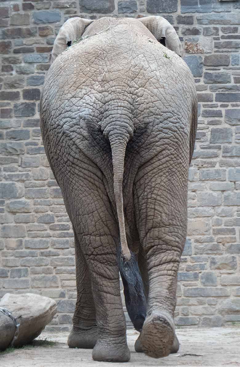Afrikanischer Elefanten-Bulle TUSKER am 26. Mai 2019 auf der Bullen-Außenanlage am Elefanten-Haus im Zoologischen Garten der Stadt Wuppertal