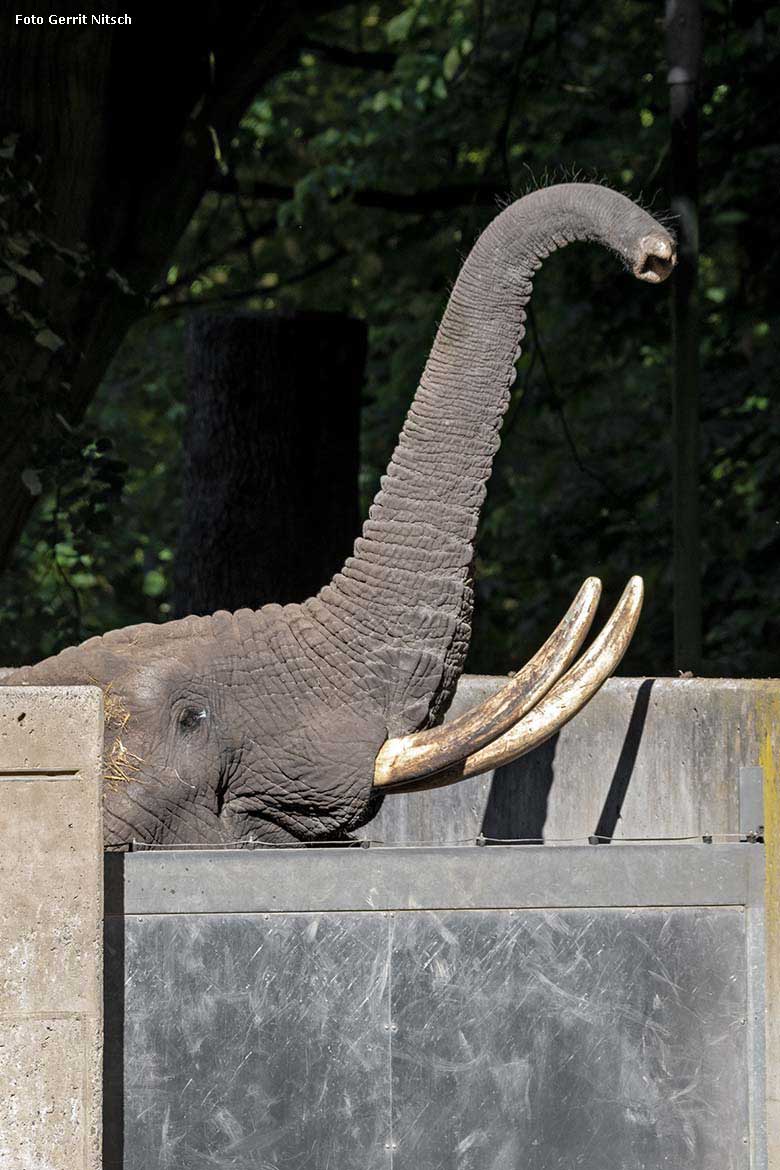 Afrikanischer Elefanten-Bulle TOOTH am 29. Mai 2019 auf der äußeren Schleusenanlage am Elefanten-Haus im Zoologischen Garten Wuppertal (Foto Gerrit Nitsch)