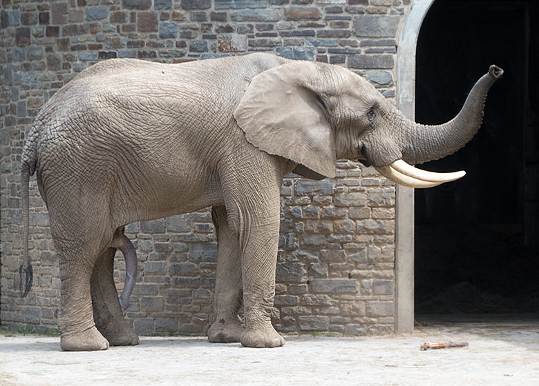 Afrikanischer Elefanten-Bulle TOOTH am 10. Juni 2019 im Wuppertaler Zoo