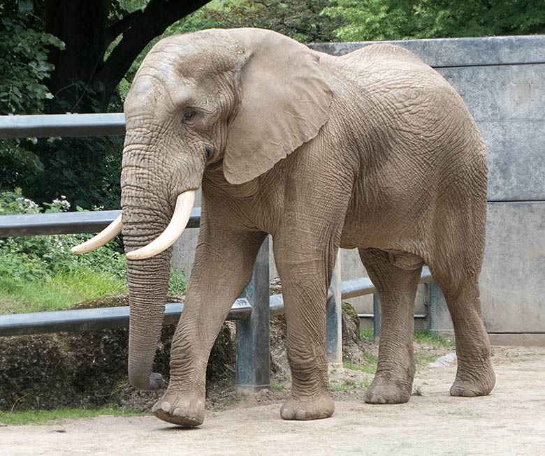 Afrikanischer Elefanten-Bulle TOOTH am 10. Juni 2019 im Grünen Zoo Wuppertal