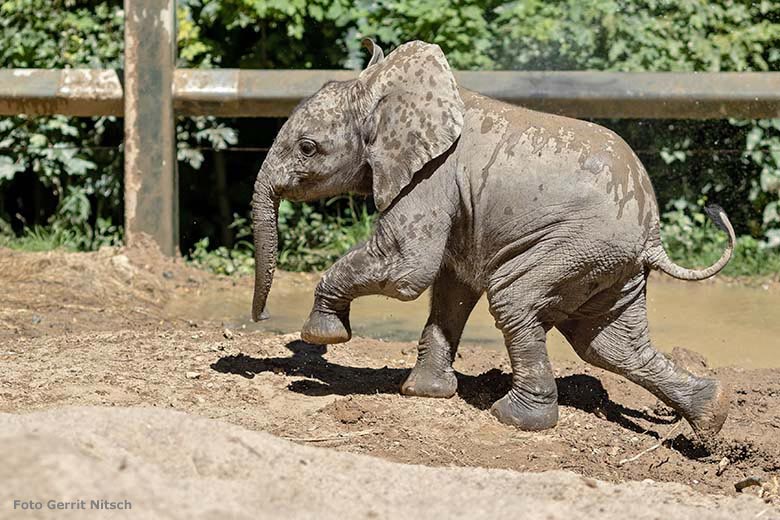 Elefanten-Jungtier GUS am 29. Juni 2019 auf der Bullen-Außenanlage im Wuppertaler Zoo (Foto Gerrit Nitsch)