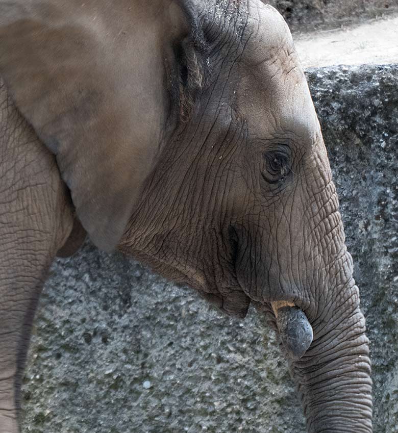 Afrikanischer Elefantenbulle JOGI am 5. Juli 2019 auf der Außenanlage im Grünen Zoo Wuppertal