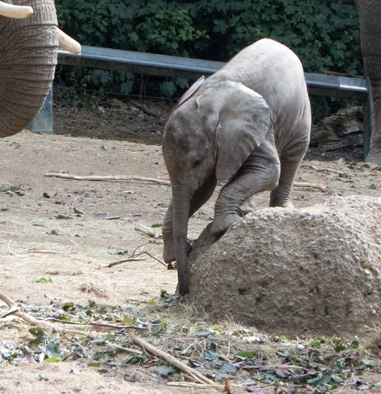 Afrikanisches Elefanten-Jungtier GUS am 11. Juli 2019 auf der großen Außenanlage im Grünen Zoo Wuppertal