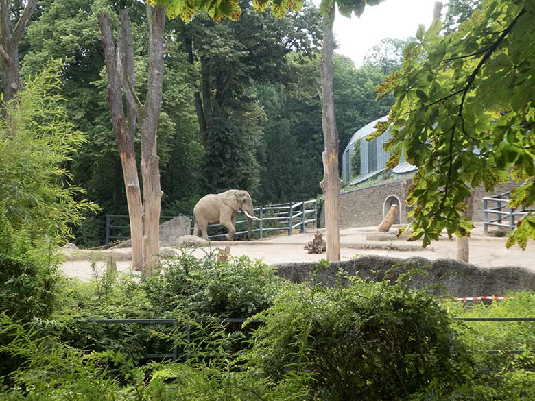 Afrikanischer Elefanten-Bulle TOOTH am 19. Juli 2019 auf der großen Außenanlage im Grünen Zoo Wuppertal