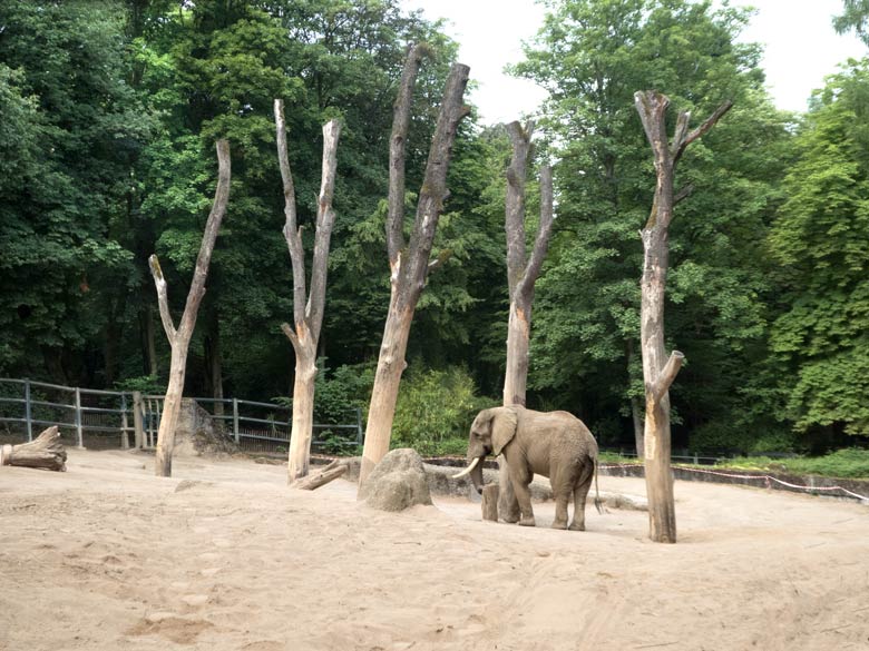 Afrikanischer Elefanten-Bulle TOOTH am 19. Juli 2019 auf der großen Außenanlage im Wuppertaler Zoo