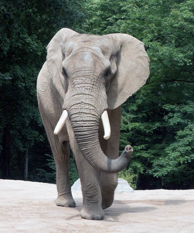 Afrikanischer Elefanten-Bulle TOOTH am 19. Juli 2019 auf der großen Außenanlage im Grünen Zoo Wuppertal