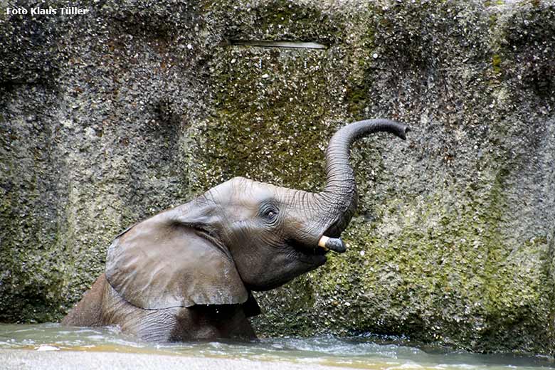 Badender Afrikanischer Elefanten-Bulle JOGI am 16. August 2019 auf der Außenanlage im Wuppertaler Zoo (Foto Klaus Tüller)