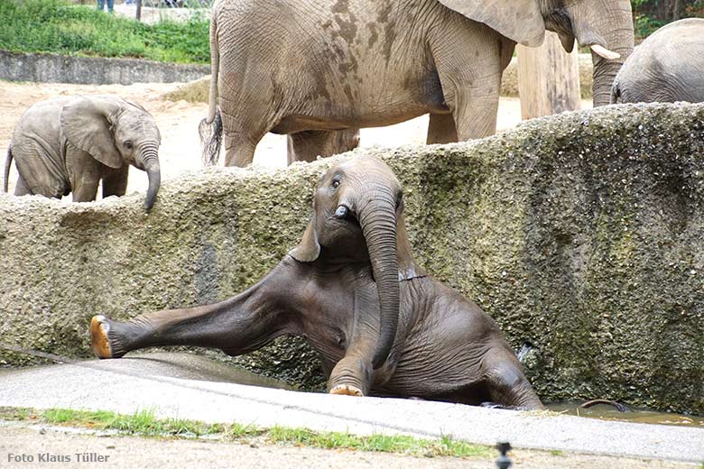 Badende Afrikanische Elefanten am 16. August 2019 auf der Außenanlage im Zoologischen Garten Wuppertal (Foto Klaus Tüller)