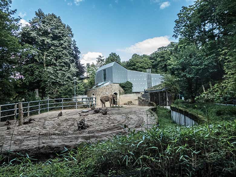 Afrikanischer Elefanten-Bulle TOOTH am 19. August 2019 auf der Bullenanlage im Grünen Zoo Wuppertal