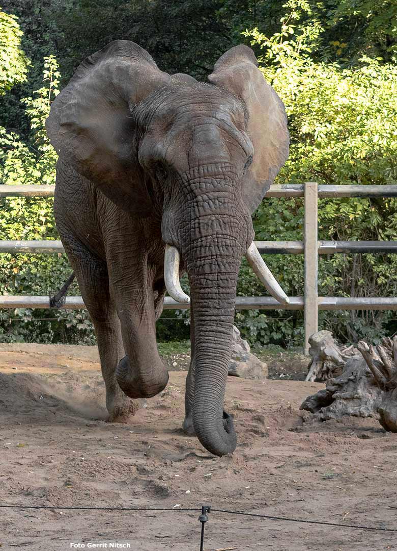 Afrikanischer Elefanten-Bulle TOOTH am 19. September 2019 auf der Bullen-Außenanlage im Zoo Wuppertal (Foto Gerrit Nitsch)