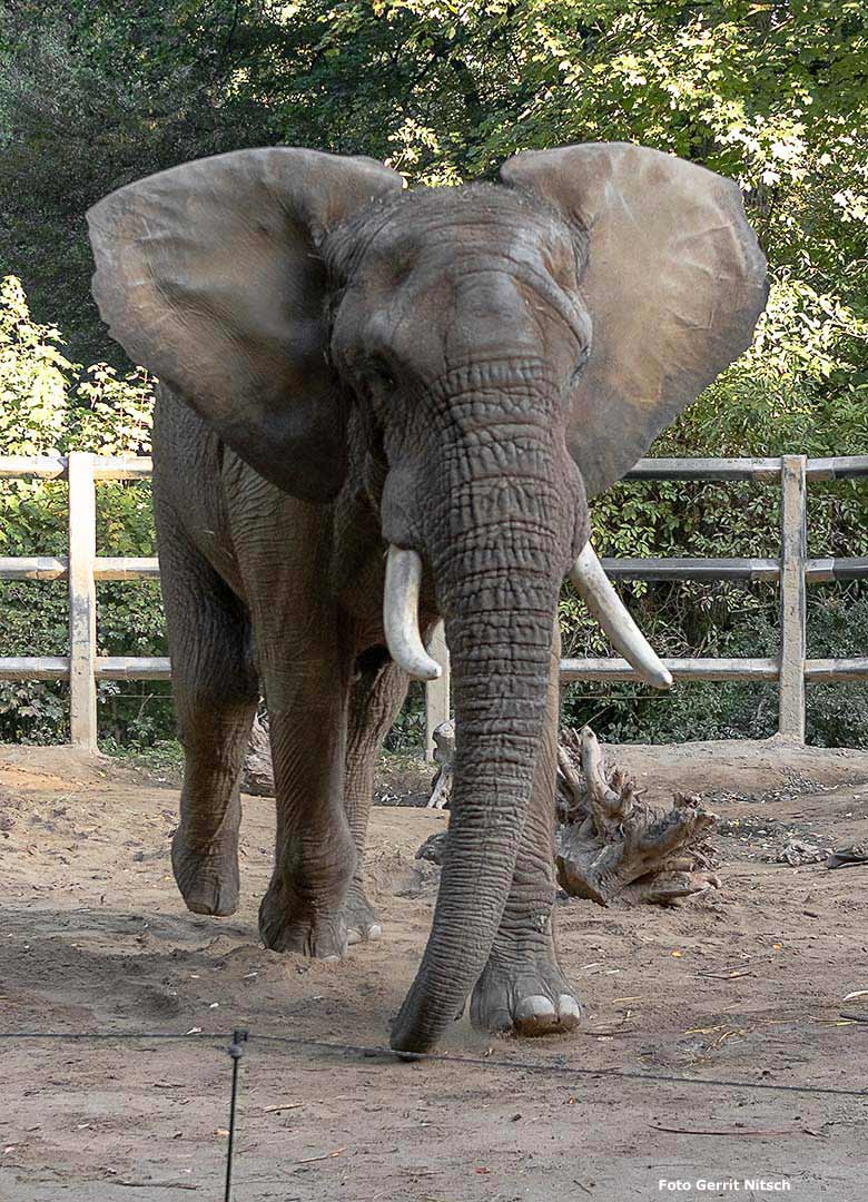 Afrikanischer Elefanten-Bulle TOOTH am 19. September 2019 auf der Bullen-Außenanlage im Zoologischen Garten der Stadt Wuppertal (Foto Gerrit Nitsch)