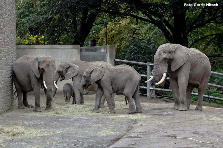 Afrikanischer Elefanten-Bulle TOOTH mit der Wuppertaler Elefanten-Herde am 27. September 2019 auf der Außenanlage am Elefanten-Haus im Grünen Zoo Wuppertal (Foto Gerrit Nitsch)