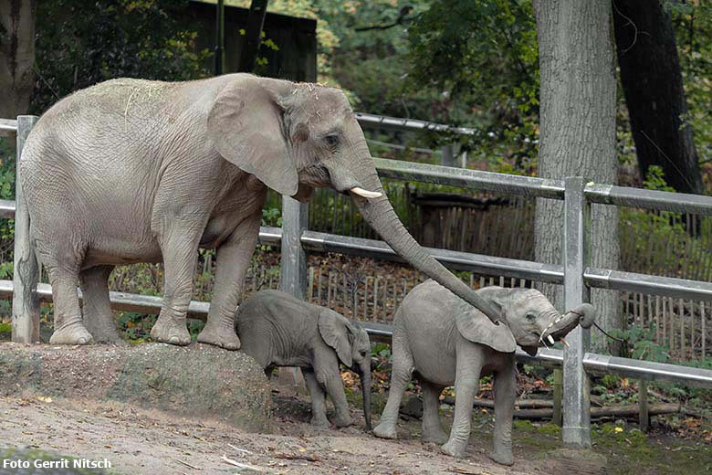 Afrikanische Elefanten-Kuh SABIE mit ihren Jungtieren GUS und TUFFI am 5. Oktober 2019 auf der Außenanlage im Grünen Zoo Wuppertal (Foto Gerrit Nitsch)