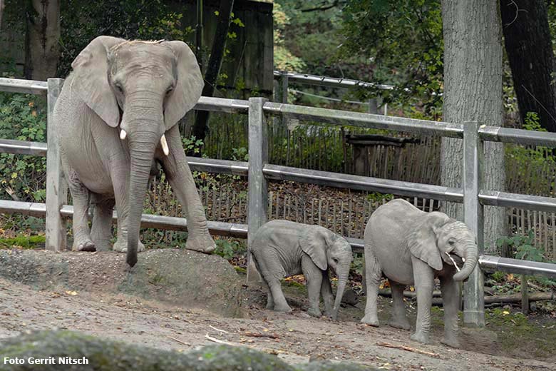 Afrikanische Elefanten-Kuh SABIE mit ihren Jungtieren GUS und TUFFI am 5. Oktober 2019 auf der Außenanlage im Wuppertaler Zoo (Foto Gerrit Nitsch)