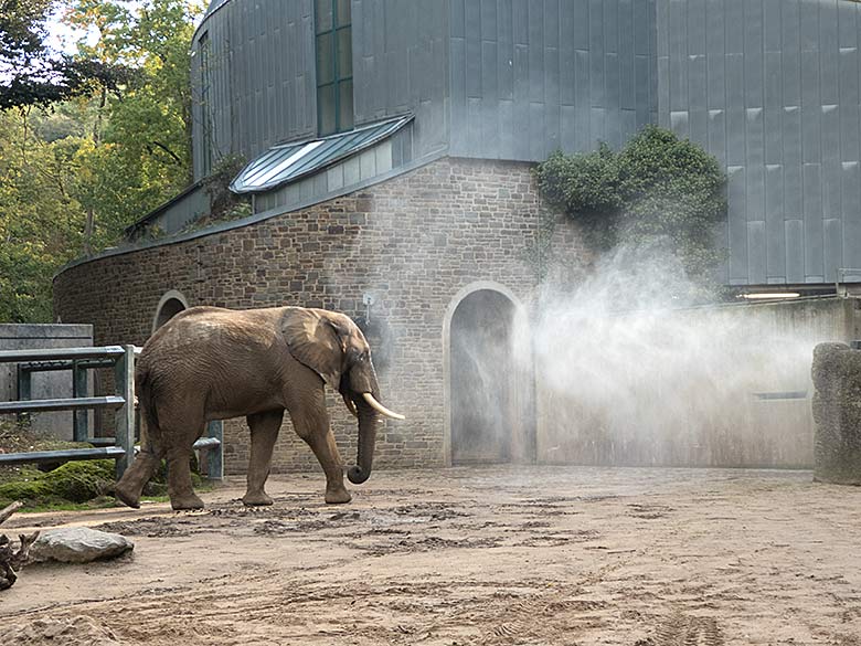 Dusche für den Afrikanische Elefanten-Bullen TOOTH am 12. Oktober 2019 auf der Bullen-Außenanlage am Elefanten-Haus im Grünen Zoo Wuppertal
