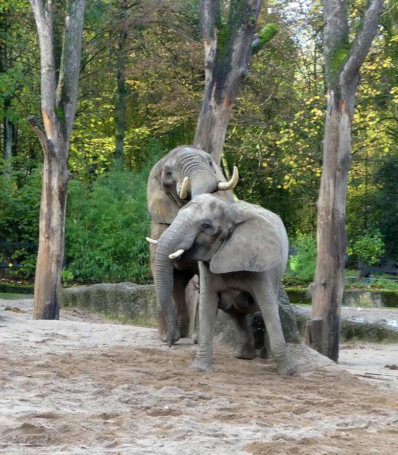 Paarungsversuch des Elefanten-Bullen TOOTH mit Elefanten-Kuh SABIE am 4. November 2019 auf der Außenanlage im Grünen Zoo Wuppertal