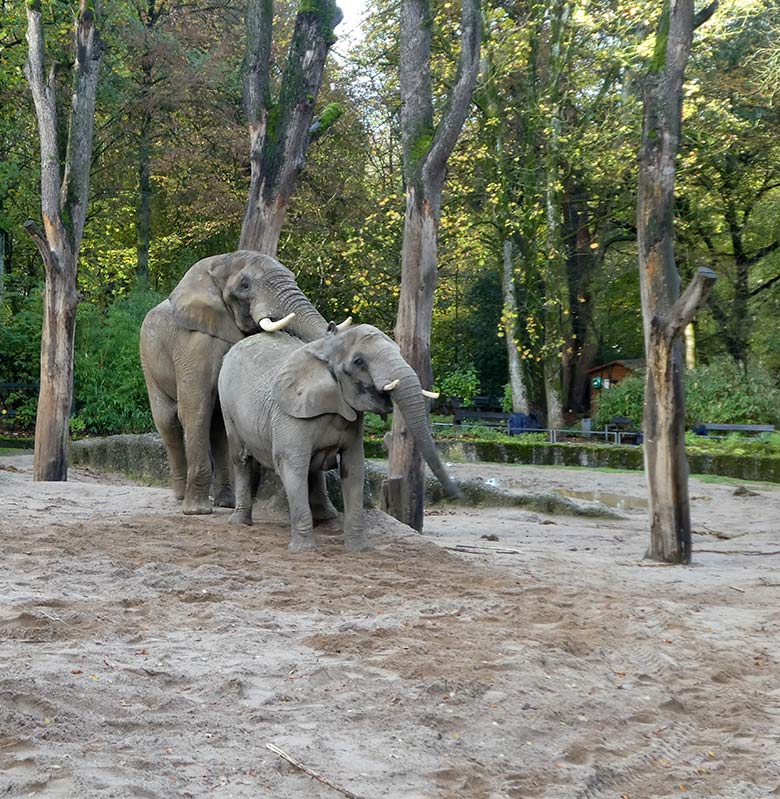 Paarungsversuch des Elefanten-Bullen TOOTH mit Elefanten-Kuh SABIE am 4. November 2019 auf der Außenanlage im Zoologischen Garten Wuppertal