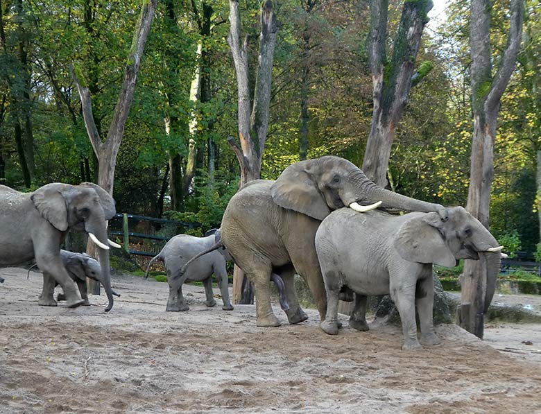 Paarungsversuch des Elefanten-Bullen TOOTH mit Elefanten-Kuh SABIE am 4. November 2019 auf der Außenanlage im Grünen Zoo Wuppertal