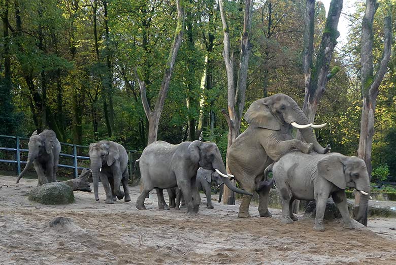 Paarungsversuch des Elefanten-Bullen TOOTH mit Elefanten-Kuh SABIE am 4. November 2019 auf der Außenanlage im Wuppertaler Zoo