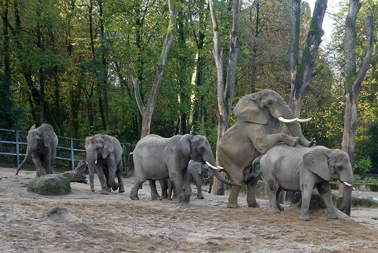 Paarungsversuch des Elefanten-Bullen TOOTH mit Elefanten-Kuh SABIE am 4. November 2019 auf der Außenanlage im Wuppertaler Zoo