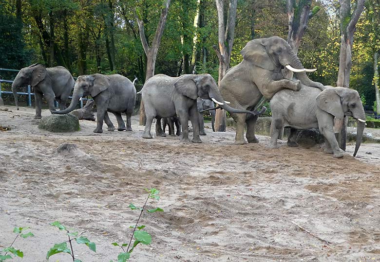 Paarungsversuch des Elefanten-Bullen TOOTH mit Elefanten-Kuh SABIE am 4. November 2019 auf der Außenanlage im Zoo Wuppertal