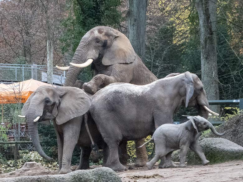 Paarungsversuch des Elefanten-Bullen TOOTH mit Elefanten-Kuh SABIE am 27. November 2019 auf der Außenanlage im Grünen Zoo Wuppertal