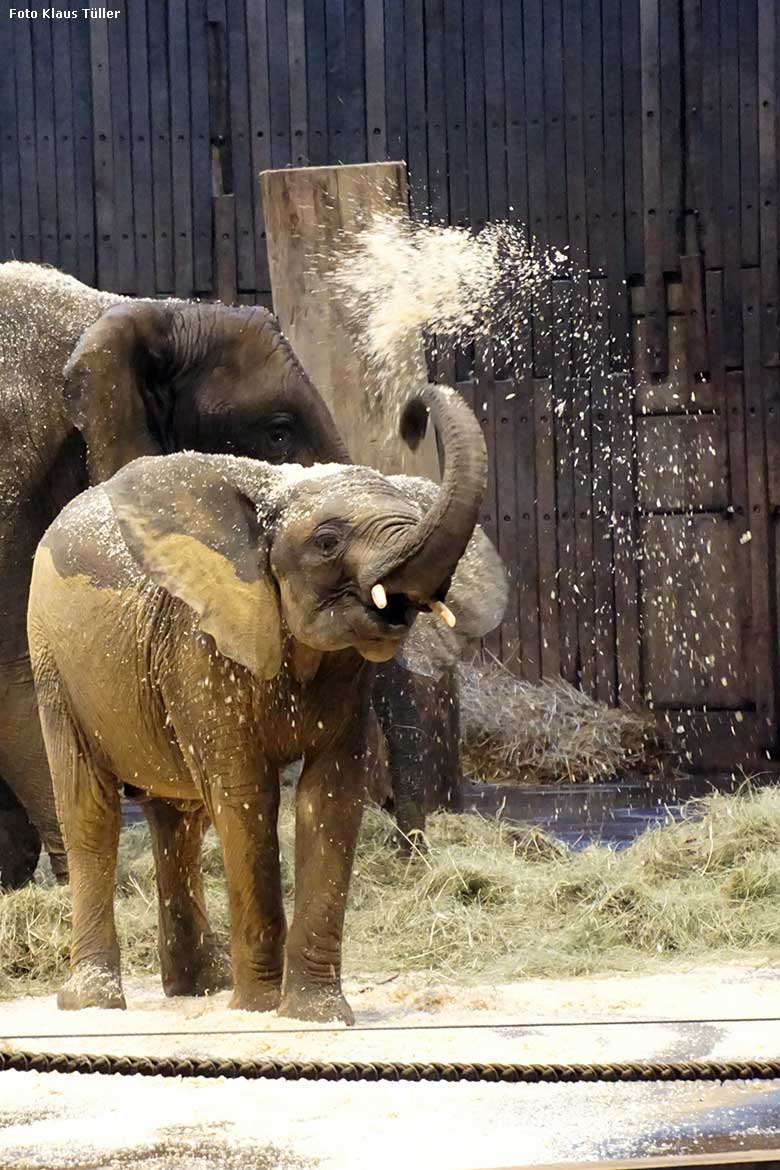Afrikanisches Elefanten-Jungtier TUFFI am 15. Dezember 2019 im Elefanten-Haus im Wuppertaler Zoo (Foto Klaus Tüller)