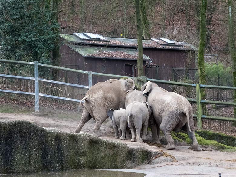 Die Afrikanischen Elefanten-Kühe SABIE (rechts) und TIKA (links) bedrängen das männliche Elefanten-Jungtier JOGI (in der Mitte zwischen Tika und Sabie) am 17. Dezember 2019 auf der Außenanlage im Zoo Wuppertal, ganz vorn die Elefanten-Jungtiere GUS und TUFFI