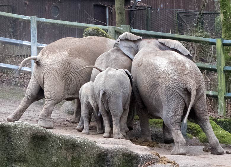 Die Afrikanischen Elefanten-Kühe SABIE (rechts) und TIKA (links) bedrängen das männliche Elefanten-Jungtier JOGI (in der Mitte zwischen Tika und Sabie) am 17. Dezember 2019 auf der Außenanlage im Wuppertaler Zoo, ganz vorn die Elefanten-Jungtiere GUS und TUFFI