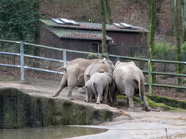 Die Afrikanischen Elefanten-Kühe SABIE (rechts) und TIKA (links) bedrängen das männliche Elefanten-Jungtier JOGI (in der Mitte zwischen Tika und Sabie) am 17. Dezember 2019 auf der Außenanlage im Grünen Zoo Wuppertal, ganz vorn die Elefanten-Jungtiere GUS und TUFFI