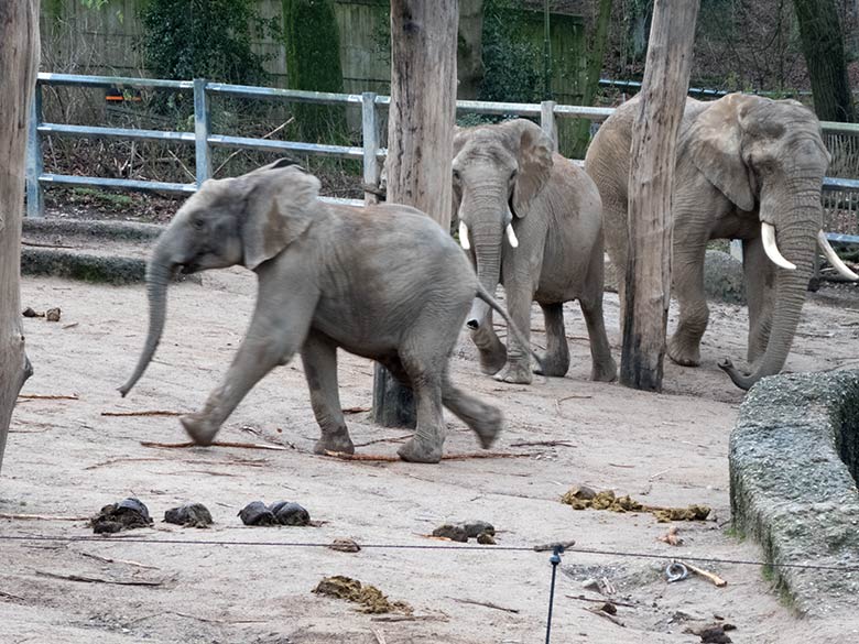 Das Afrikanische Elefanten-Jungtier JOGI flüchtet Richtung Elefanten-Haus am 17. Dezember 2019 auf der Außenanlage im Zoologischen Garten Wuppertal, hinten die Afrikanische Elefanten-Kuh SWENI und der Elefanten-Bullen TOOTH