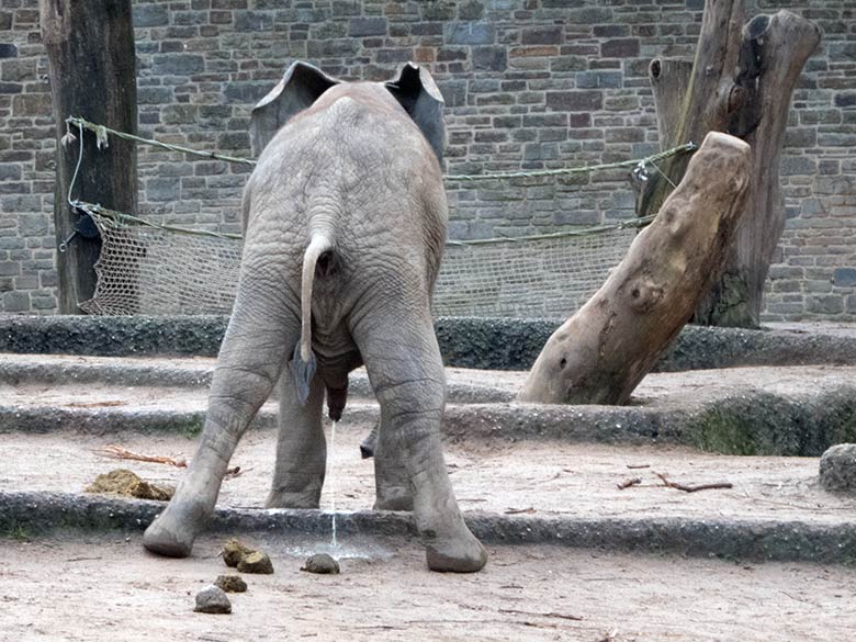 Das Afrikanischen Elefanten-Jungtier JOGI beim sogenannten Stress-Koten und Stress-Urinieren am 17. Dezember 2019 auf der Außenanlage im Zoo Wuppertal