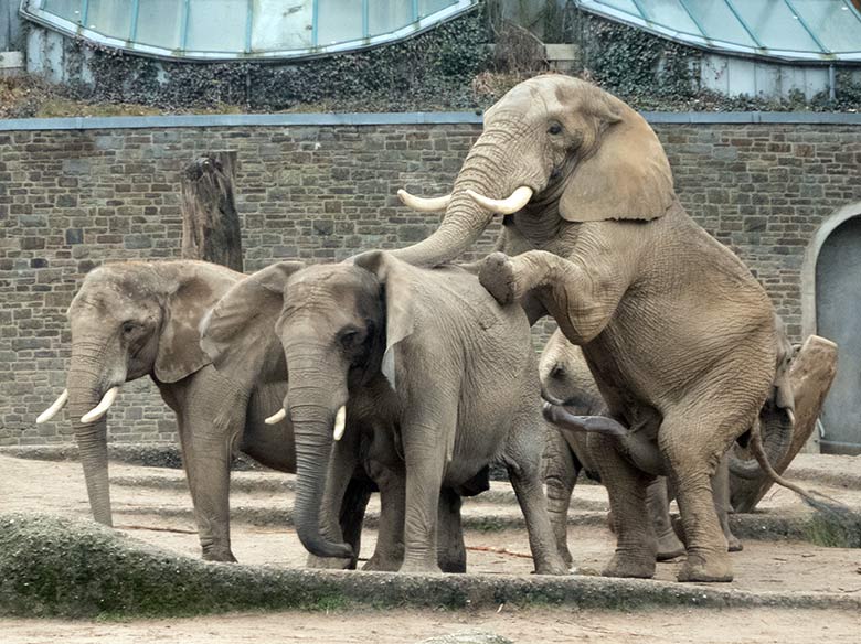 Paarung der Afrikanischen Elefanten-Kuh SABIE mit dem Elefanten-Bullen TOOTH am 17. Dezember 2019 auf der Außenanlage im Wuppertaler Zoo