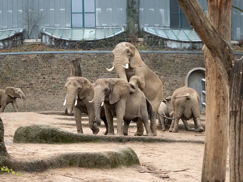 Paarung der Afrikanischen Elefanten-Kuh SABIE mit dem Elefanten-Bullen TOOTH am 17. Dezember 2019 auf der Außenanlage im Grünen Zoo Wuppertal