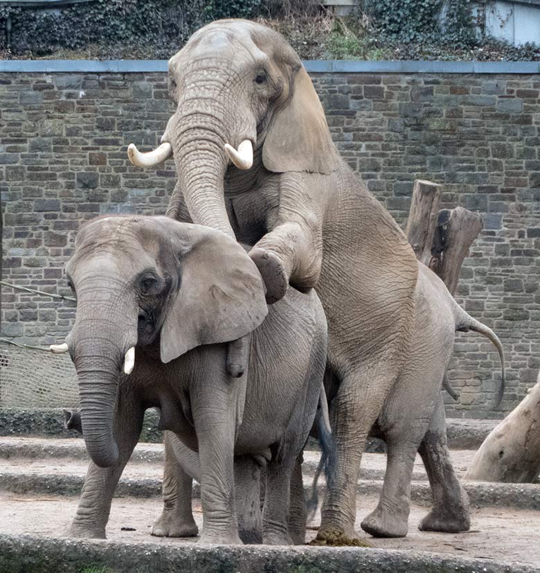 Paarung der Afrikanischen Elefanten-Kuh SABIE mit dem Elefanten-Bullen TOOTH am 17. Dezember 2019 auf der Außenanlage im Zoo Wuppertal