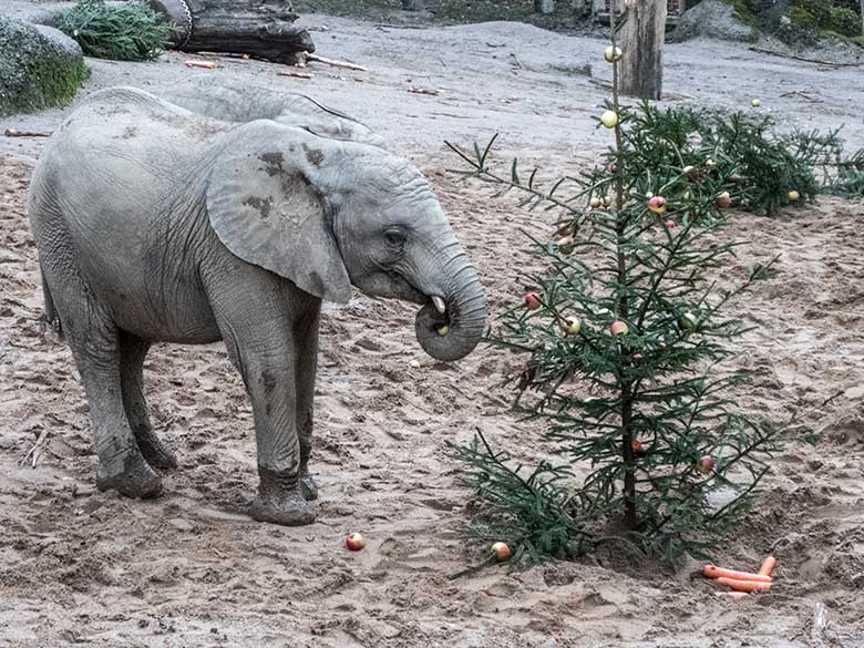 Afrikanisches Elefanten-Jungtier TUFFI am 20. Dezember 2019 beim Elefantenschmaus auf der Außenanlage im Zoologischen Garten Wuppertal