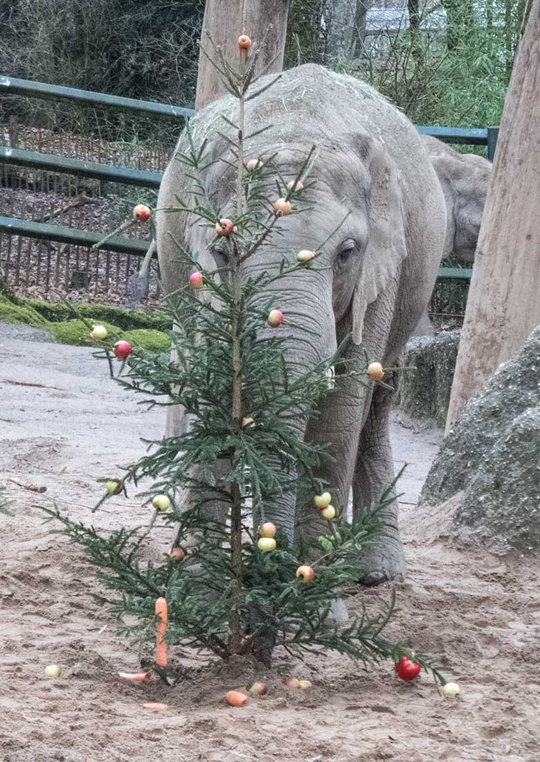 Afrikanische Elefanten-Kuh TIKA am 20. Dezember 2019 beim Elefantenschmaus auf der Außenanlage im Grünen Zoo Wuppertal