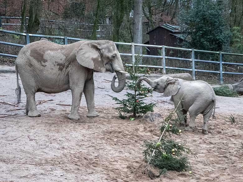 Afrikanische Elefanten-Kuh SABIE mit ihrem Jungtier TUFFI am 20. Dezember 2019 beim Elefantenschmaus auf der Außenanlage im Zoo Wuppertal