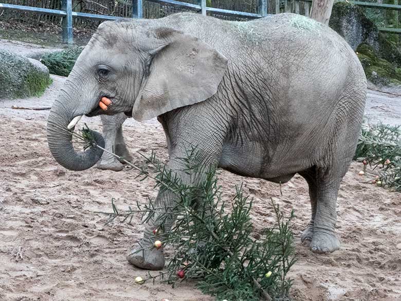 Afrikanische Elefanten-Kuh TIKA am 20. Dezember 2019 beim Elefantenschmaus auf der Außenanlage im Wuppertaler Zoo