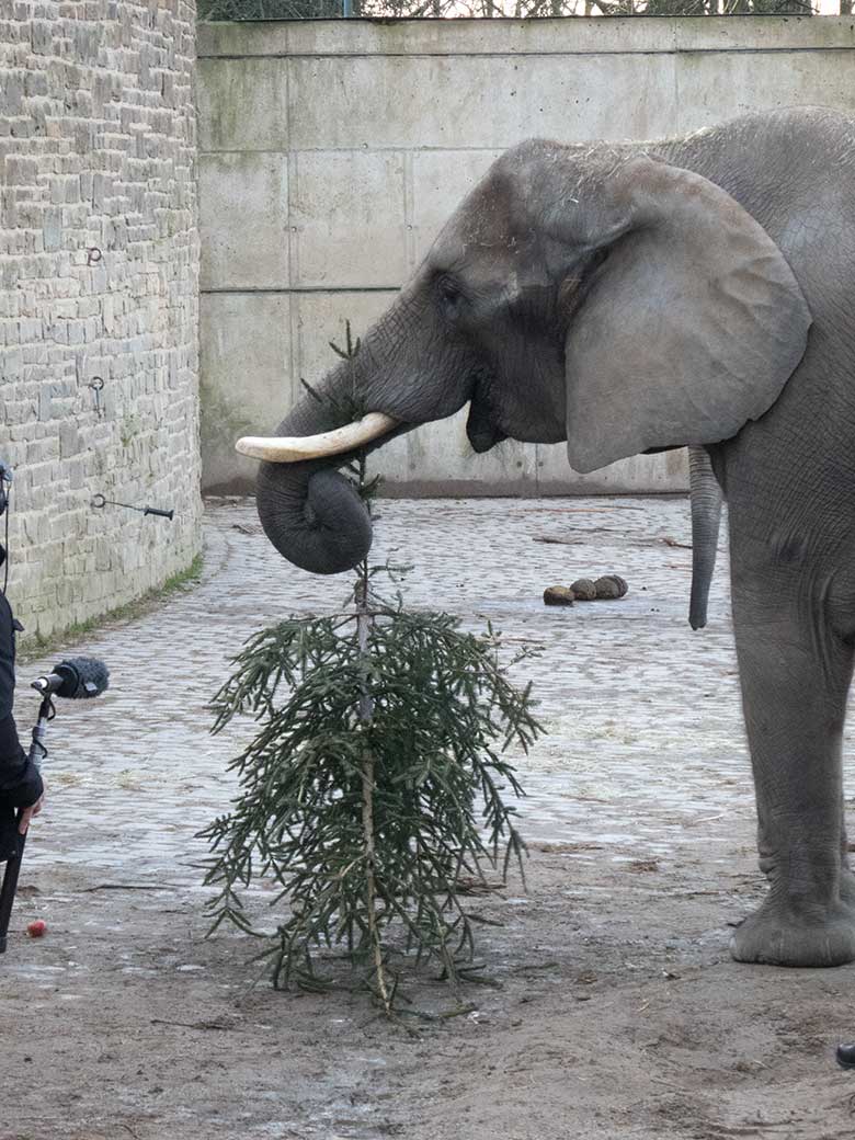 Afrikanische Elefanten-Kuh SWENI am 6. Januar 2020 auf der Außenanlage am Elefanten-Haus im Wuppertaler Zoo