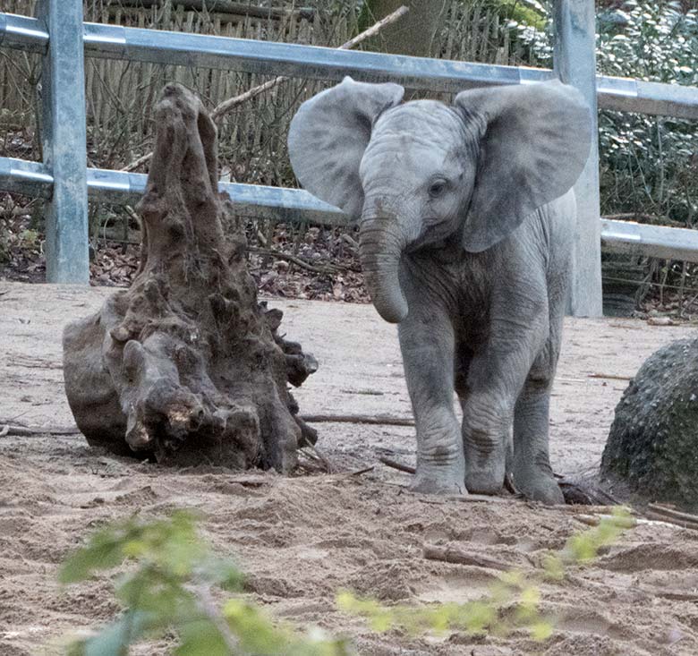 Afrikanisches Elefanten-Jungtier GUS am 13. Januar 2020 auf der Außenanlage im Zoo Wuppertal