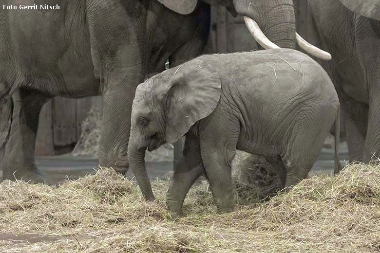 Afrikanisches Elefanten-Jungtier GUS am 17. Januar 2020 im Elefanten-Haus im Zoologischen Garten der Stadt Wuppertal (Foto Gerrit Nitsch)