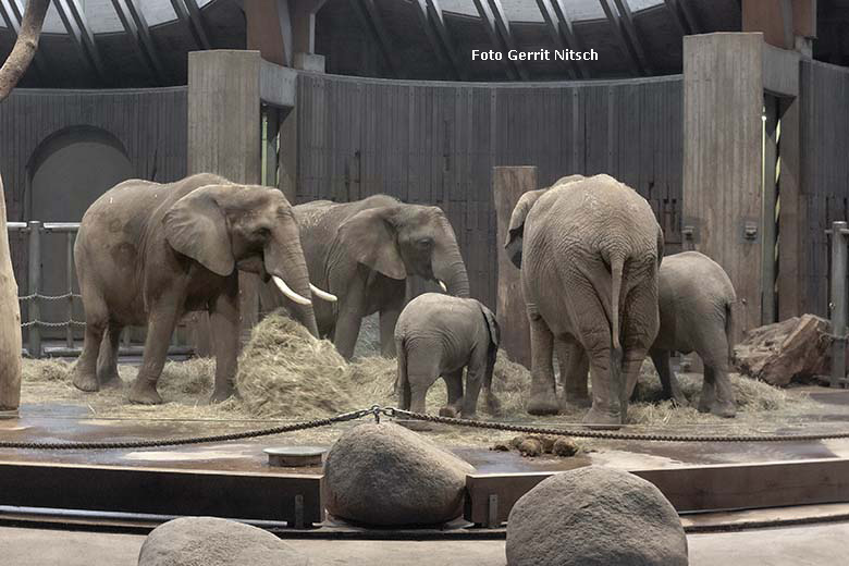 Afrikanische Elefanten SWENI, TIKA, GUS, SABIE und TUFFI am 17. Januar 2020 im Elefanten-Haus im Wuppertaler Zoo (Foto Gerrit Nitsch)