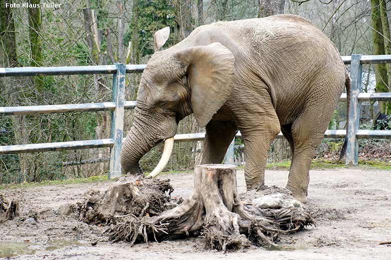 Afrikanischer Elefanten-Bulle TOOTH am 17. Februar 2020 auf der Bullen-Außenanlage am Elefanten-Haus im Zoologischen Garten Wuppertal (Foto Klaus Tüller)