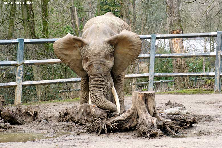 Afrikanischer Elefanten-Bulle TOOTH am 17. Februar 2020 auf der Bullen-Außenanlage am Elefanten-Haus im Wuppertaler Zoo (Foto Klaus Tüller)