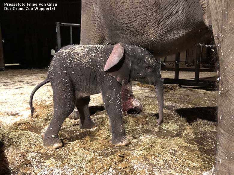 Männliches Afrikanisches Elefanten-Jungtier TSAVO an seinem ersten Lebenstag, dem 6. März 2020, im Elefanten-Haus im Grünen Zoo Wuppertal (Pressefoto Filipe von Gilsa - Der Grüne Zoo Wuppertal)