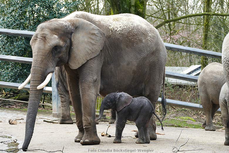 Afrikanisches Elefanten-Jungtier TSAVO mit seiner Elefanten-Mutter SWENI am 7. März 2020 auf der Außenanlage am Elefanten-Haus im Grünen Zoo Wuppertal (Foto Claudia Böckstiegel-Wengler)