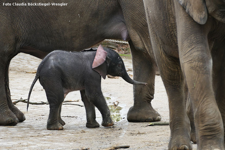 Afrikanisches Elefanten-Jungtier TSAVO am 7. März 2020 auf der Außenanlage am Elefanten-Haus im Wuppertaler Zoo (Foto Claudia Böckstiegel-Wengler)