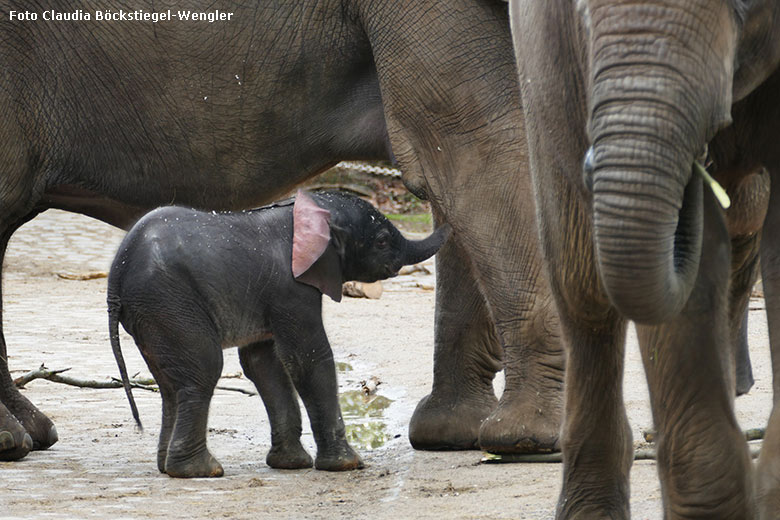 Afrikanisches Elefanten-Jungtier TSAVO am 7. März 2020 auf der Außenanlage am Elefanten-Haus im Zoologischen Garten Wuppertal (Foto Claudia Böckstiegel-Wengler)